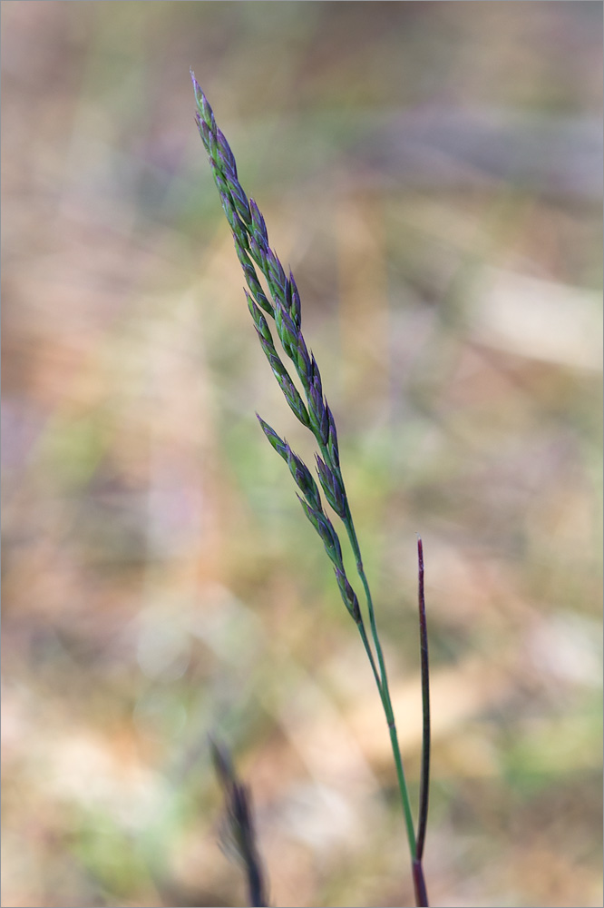 Изображение особи Festuca rubra.