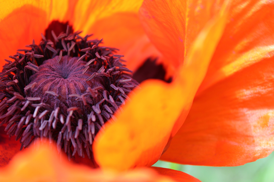 Изображение особи Papaver orientale.