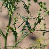 Atriplex littoralis. Побеги с соцветиями в средней части растения. Ленинградская обл., побережье в р-не ст. Бронка, песчаный пляж. 08.08.2009.