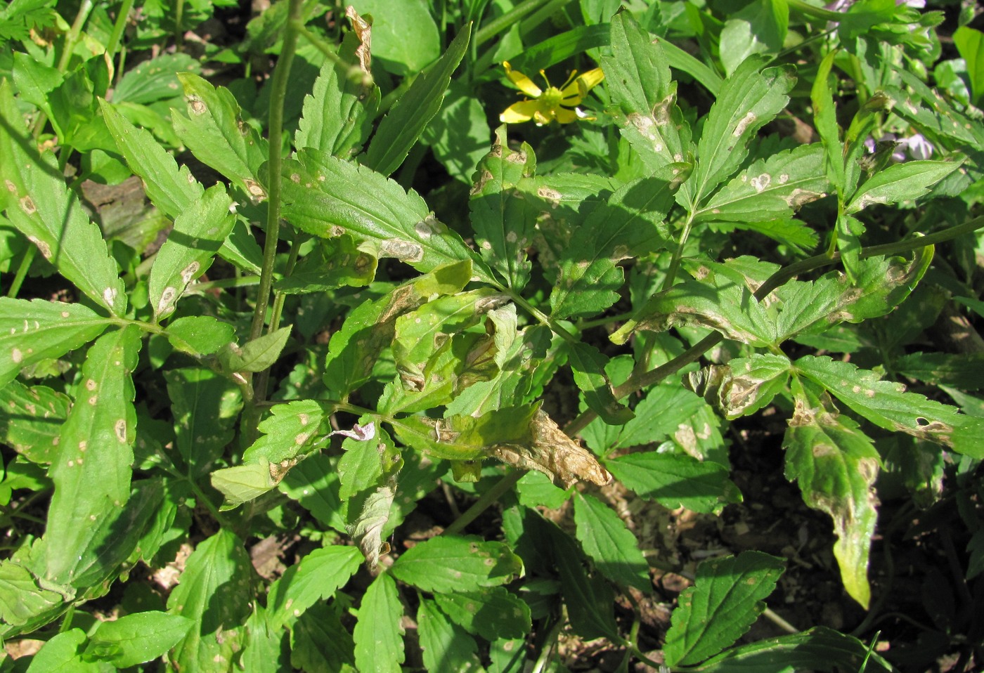 Image of Cardamine quinquefolia specimen.