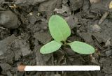Rumex patientia ssp. orientalis