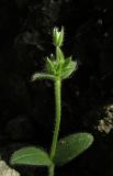 Cerastium brachypetalum ssp. tauricum