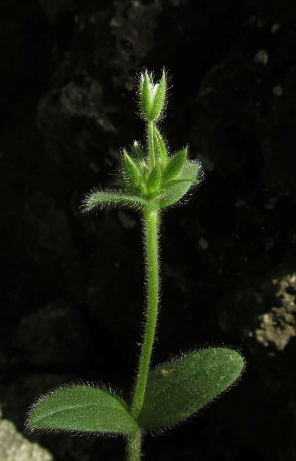 Image of Cerastium brachypetalum ssp. tauricum specimen.