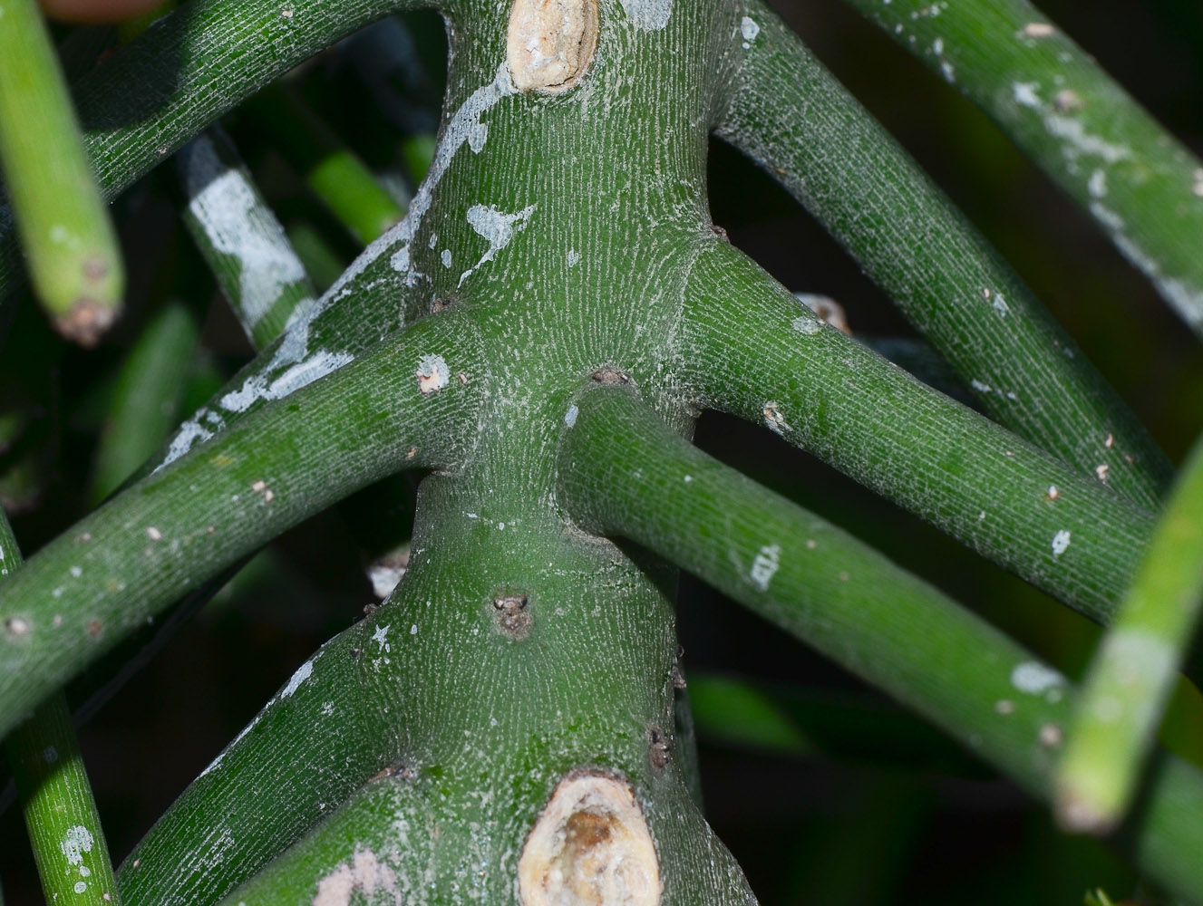 Изображение особи Euphorbia tirucalli.