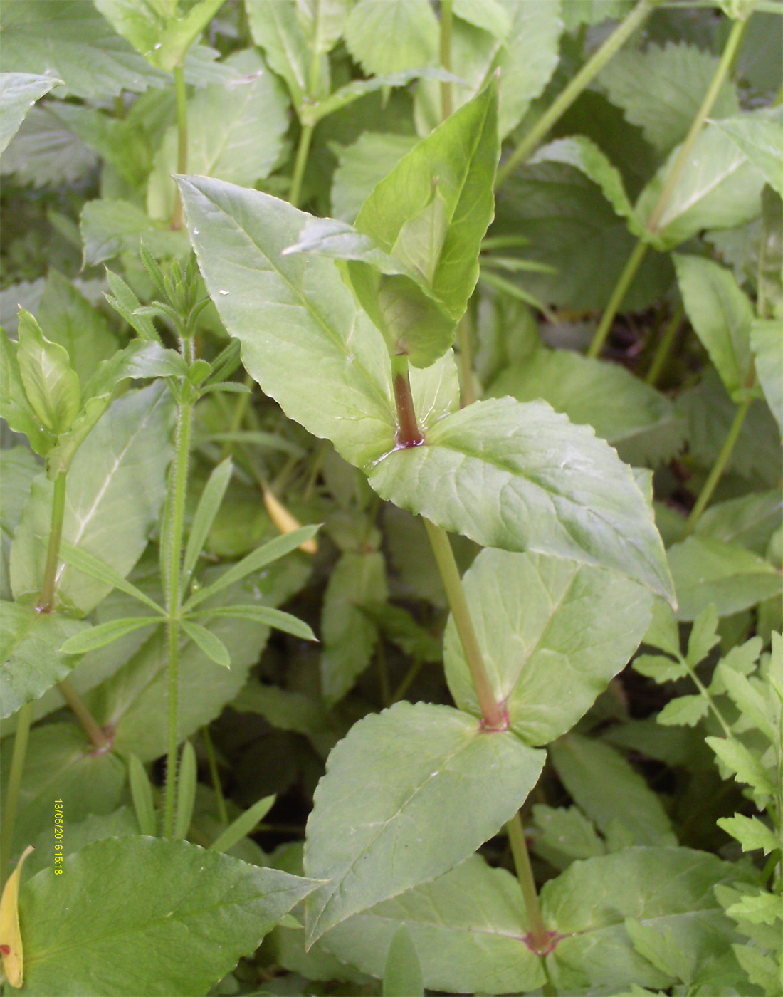 Image of Myosoton aquaticum specimen.
