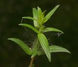 Galium boreale. Верхушка молодого побега. Московская обл., Раменский р-н, окр. ж.-д. платформы Хрипань, смешанный лес у ЛЭП. 18.05.2016.