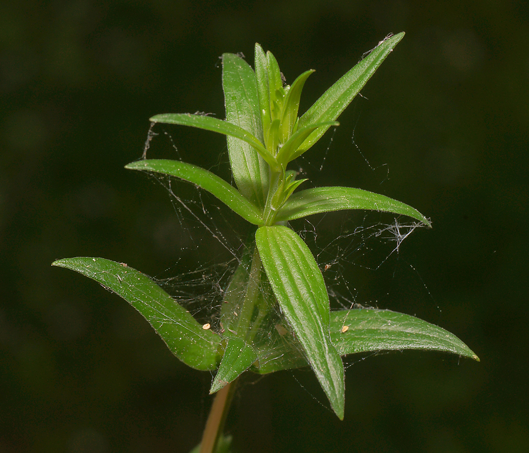 Изображение особи Galium boreale.