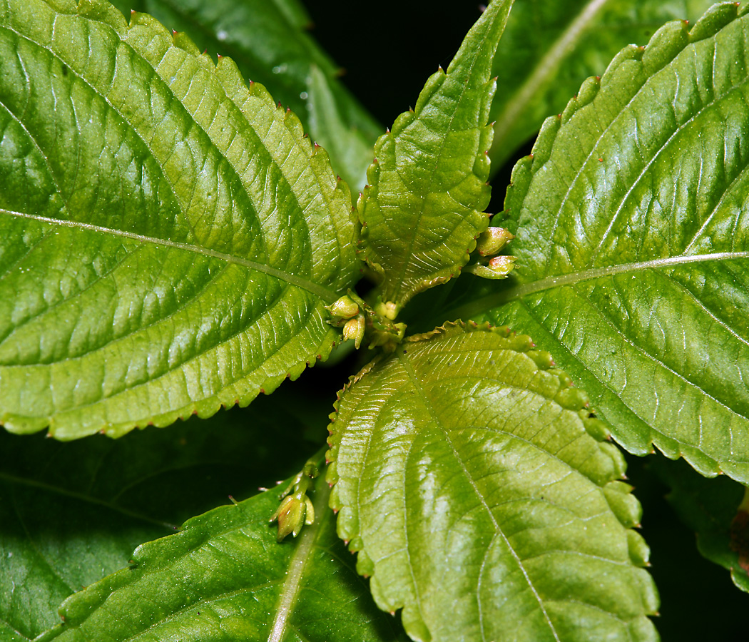 Image of Impatiens parviflora specimen.