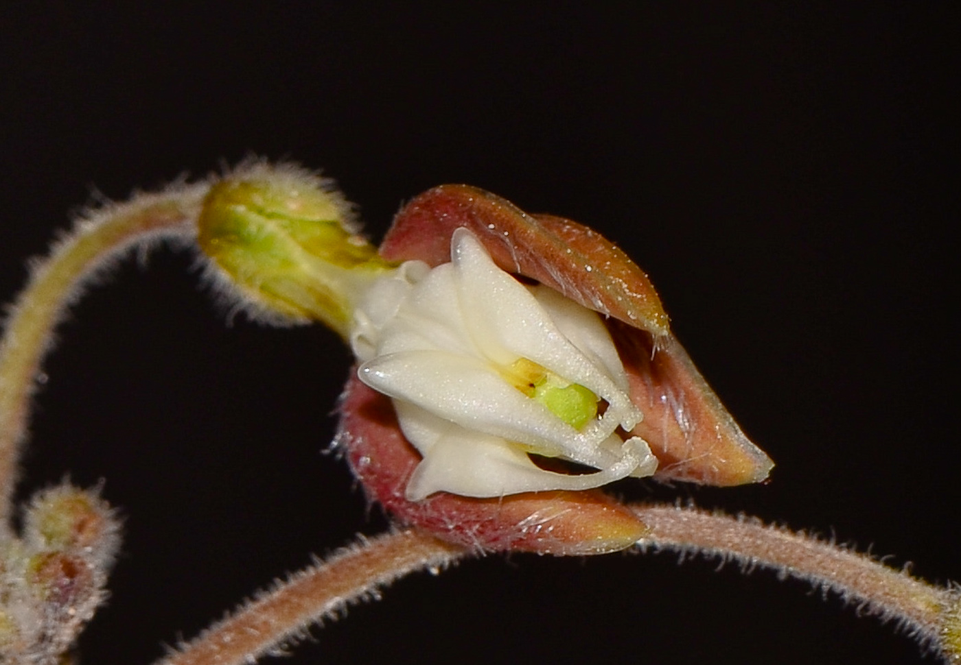 Image of Pergularia tomentosa specimen.