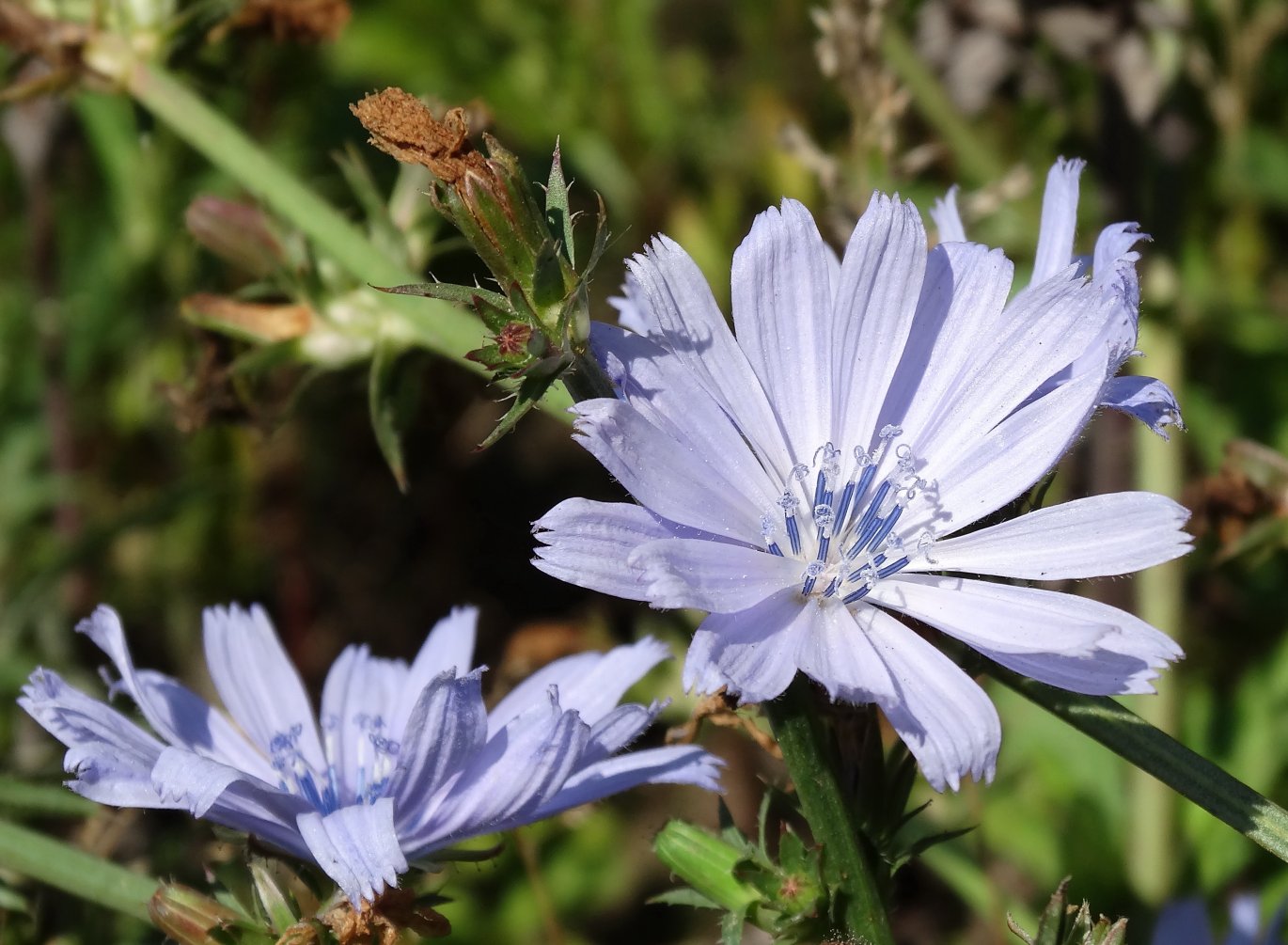 Image of Cichorium intybus specimen.