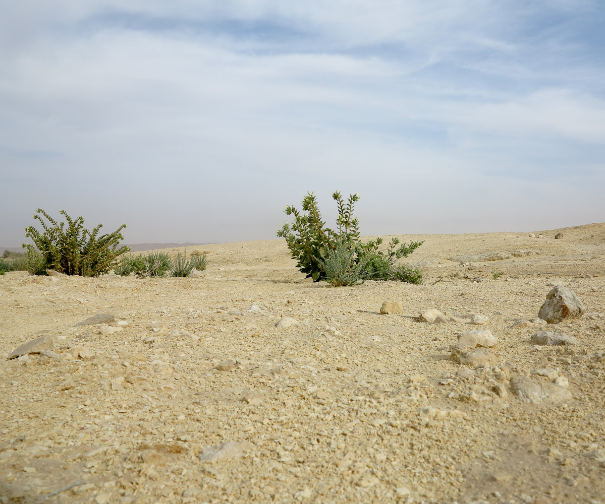 Изображение особи Hyoscyamus desertorum .