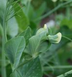 Pisum sativum