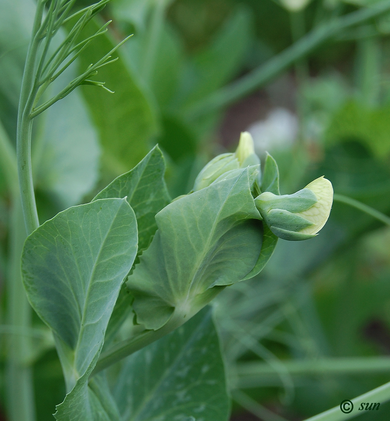 Изображение особи Pisum sativum.