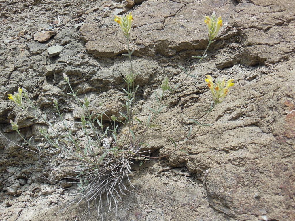 Изображение особи Scutellaria araxensis.
