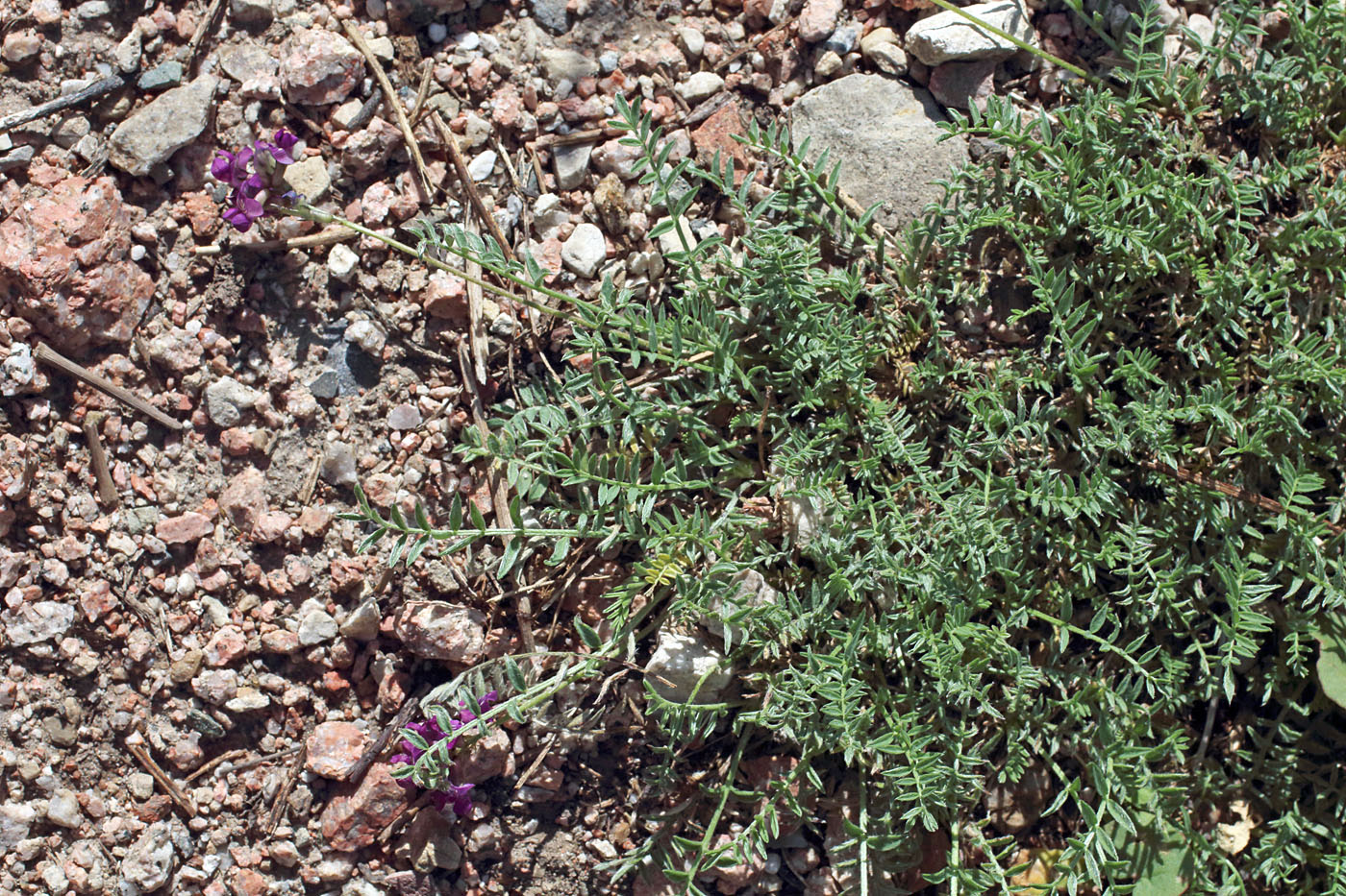 Image of Oxytropis immersa specimen.