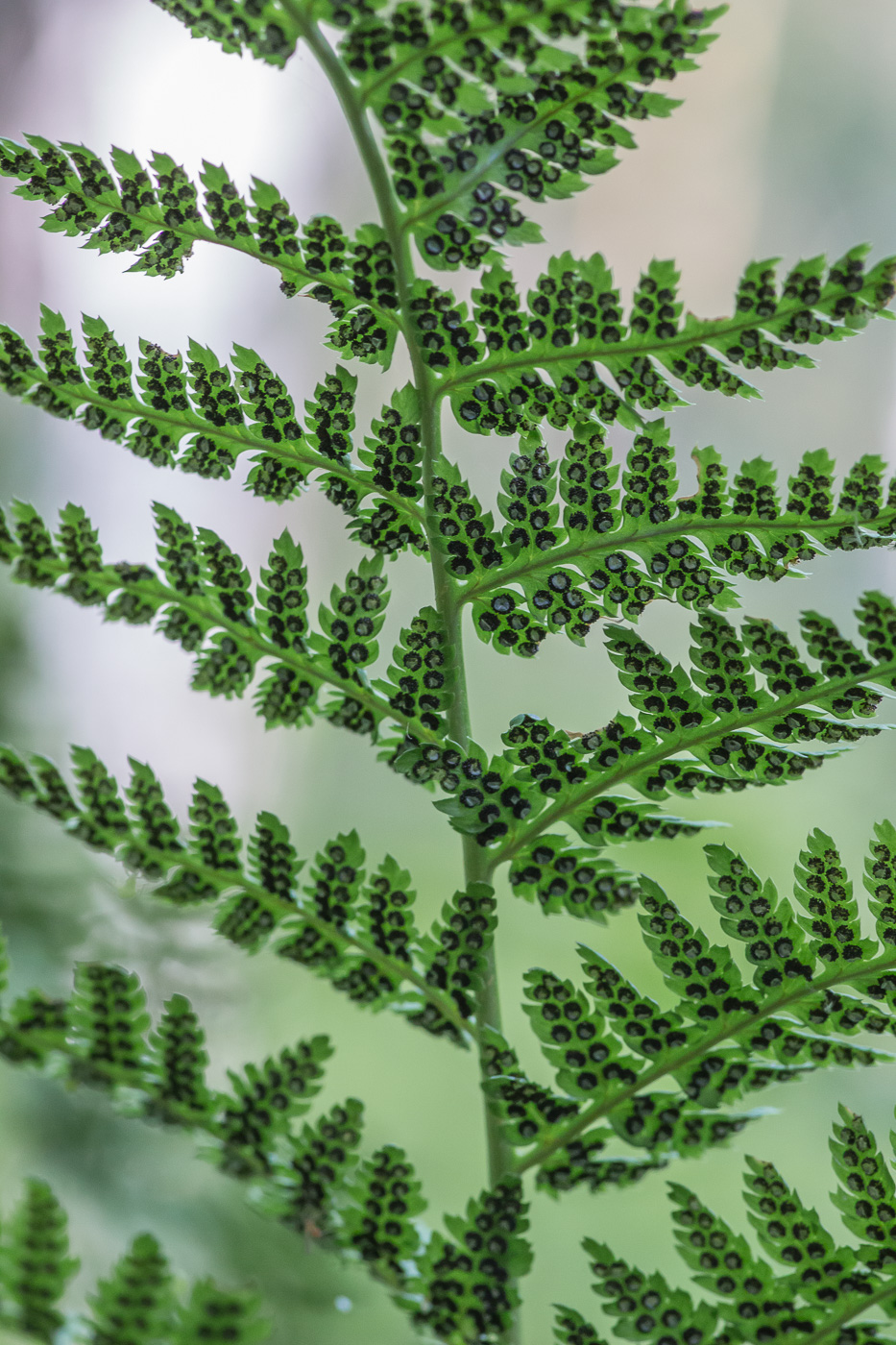 Изображение особи Dryopteris carthusiana.