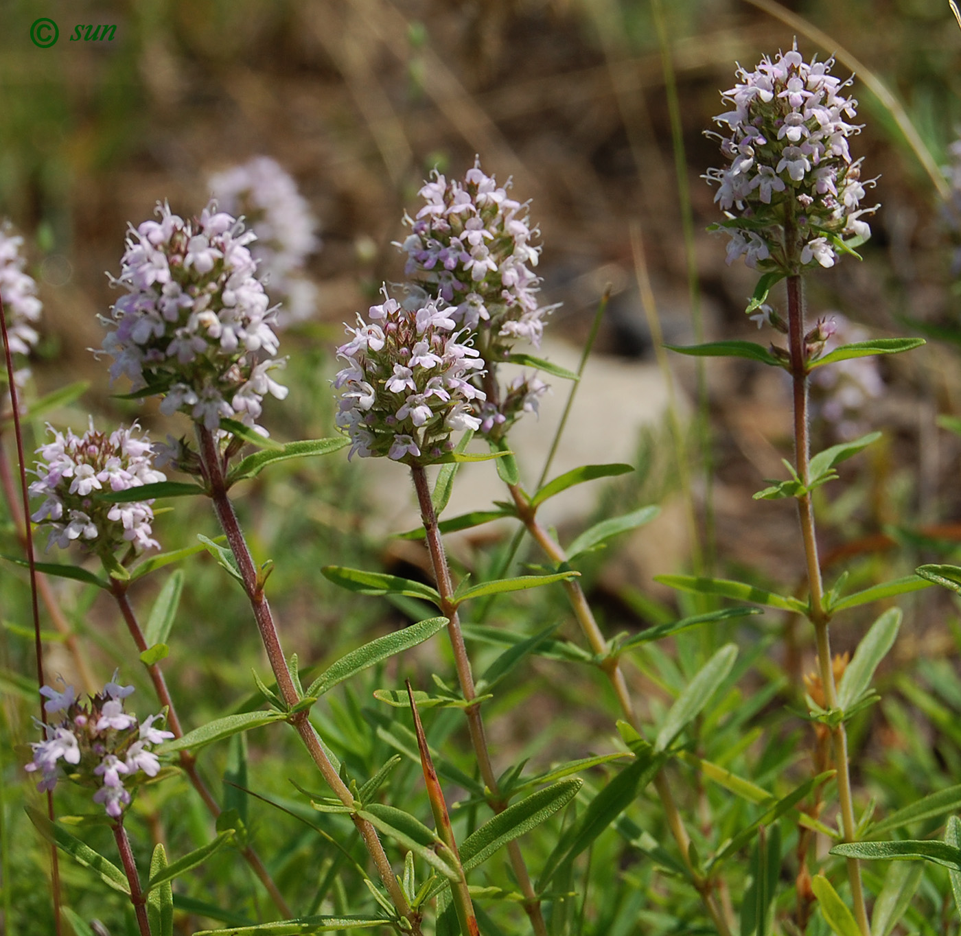 Image of Thymus marschallianus specimen.