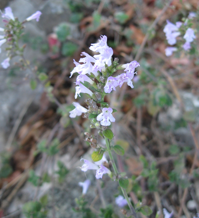 Image of Clinopodium spruneri specimen.