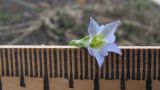 Gentiana aquatica