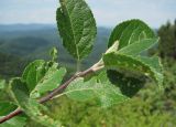 Malus orientalis