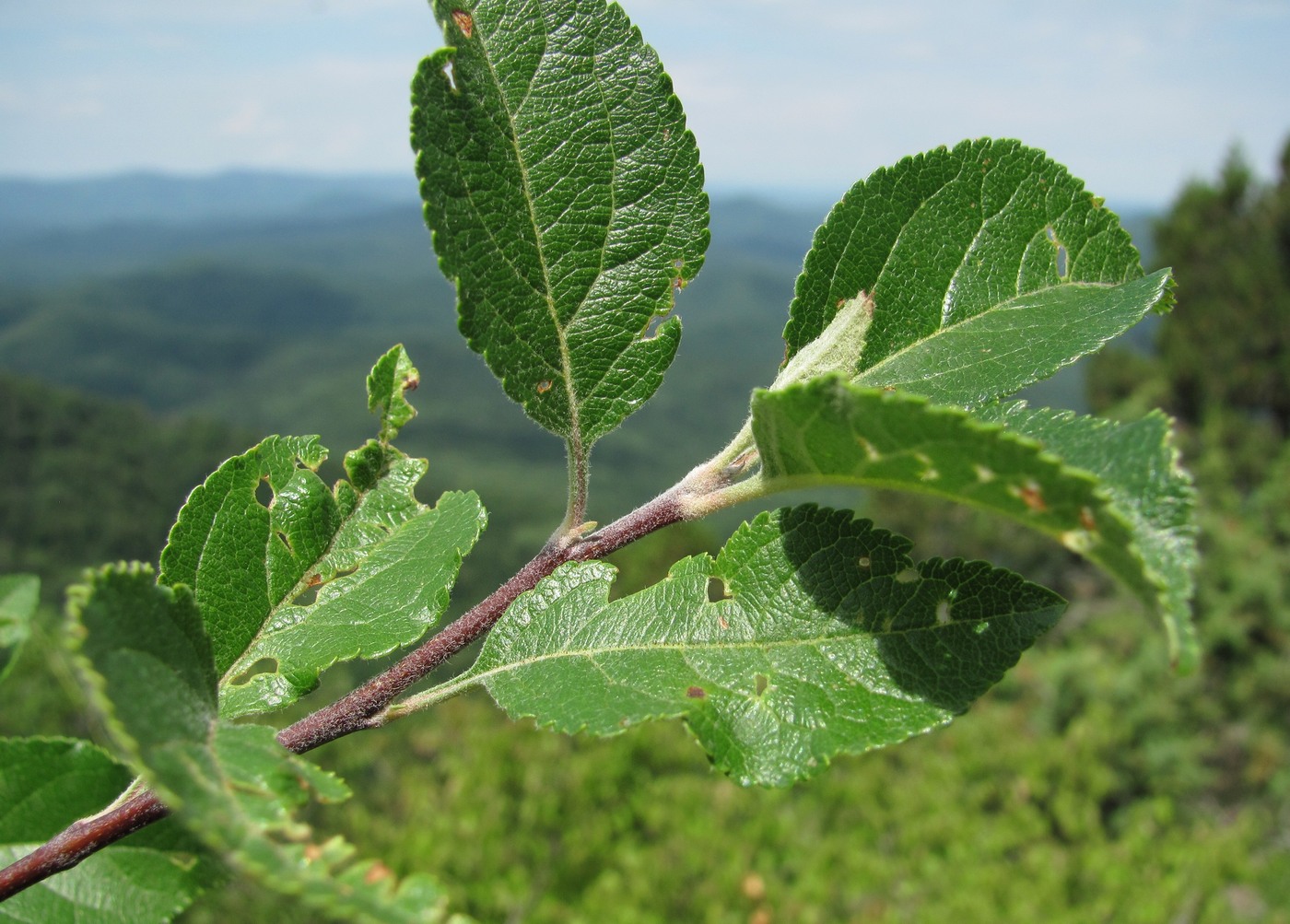 Изображение особи Malus orientalis.