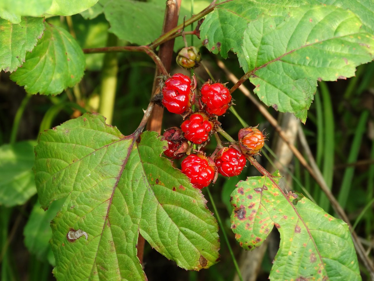 Image of Rubus crataegifolius specimen.