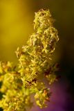 Galium verum. Часть соцветия. Татарстан, Новошешминский р-н, остепненный луг на увале в окр. села Татарское Утяшкино. 04.07.2016.