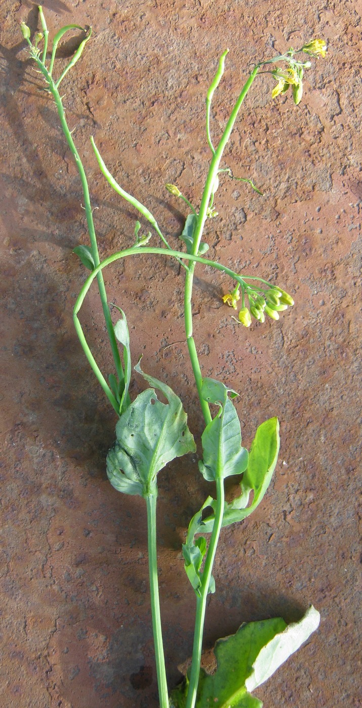 Изображение особи род Brassica.
