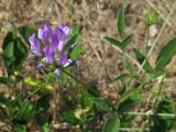 Psoralea bituminosa