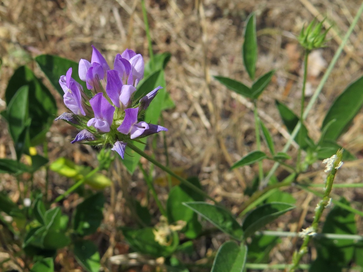 Изображение особи Psoralea bituminosa.