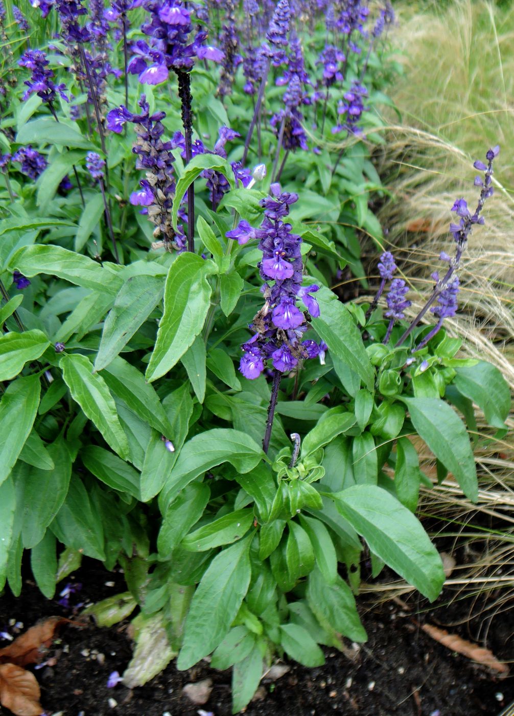 Изображение особи Salvia farinacea.