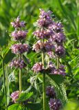 Phlomoides alpina. Верхушки монокарпических побегов в цвету. Алтайский край, Змеиногорский р-н, ГПЗ \"Тигирекский\" - Белорецкий участок; Западный Алтай, ось Тигирекского хребта, выположенный водосборный склон истока Бабьего Ключа в развилке северо-западных отрогов горы Разработная (Рассыпной Камень - устаревш.); верхняя граница леса, пояс полидоминантного субальпийского высокотравья, у русла временного водотока; выс. 1525 м н.у.м. 9 июля 2016 г.