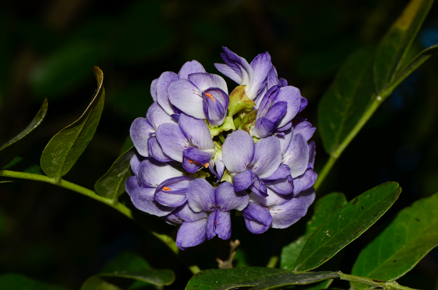 Изображение особи Sophora secundiflora.