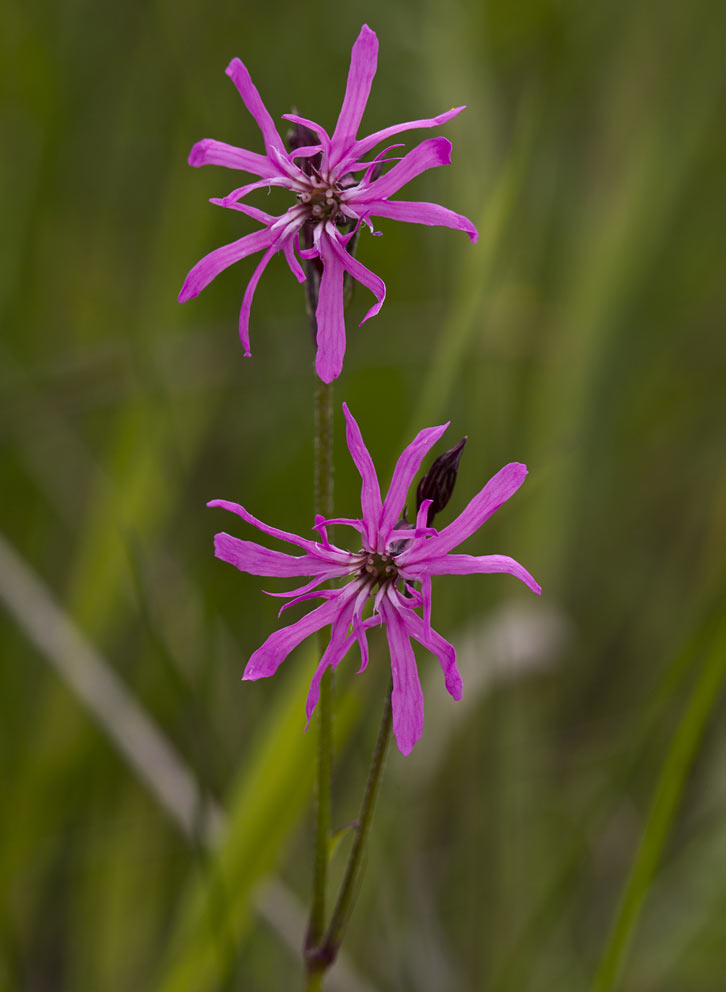 Изображение особи Coccyganthe flos-cuculi.