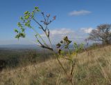 Peucedanum tauricum. Верхушка плодоносящего растения. Краснодарский край, Крымский р-н, окр. хут. Гапоновского, гора Сагачёва (523), ≈ 520 м н.у.м., разнотравно-злаковый луг с кустарниками и одиночными деревьями. 01.10.2016.