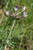 Astragalus neolipskyanus