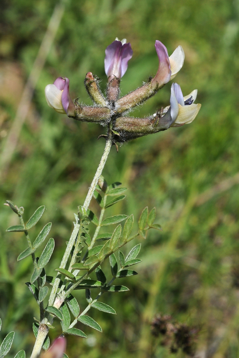 Image of Astragalus neolipskyanus specimen.