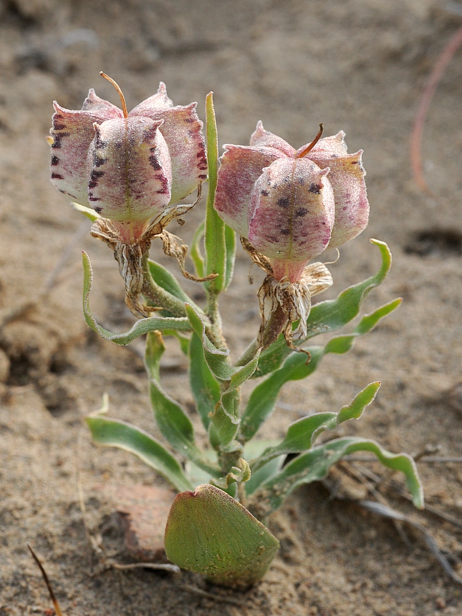 Изображение особи Rhinopetalum karelinii.