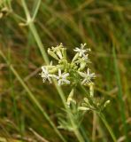 Silene sibirica