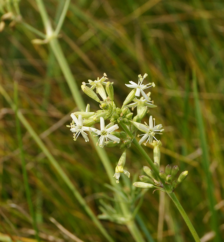 Image of Silene sibirica specimen.