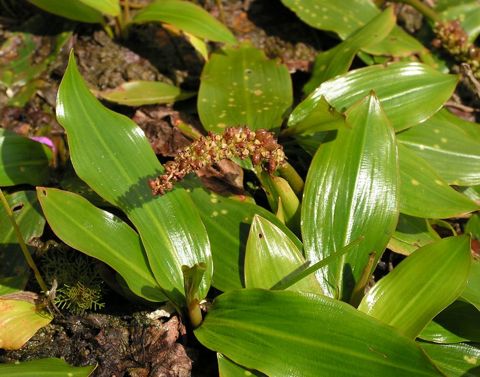 Image of Potamogeton natans specimen.