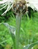 Centaurea triumfettii