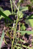 Lepidium densiflorum