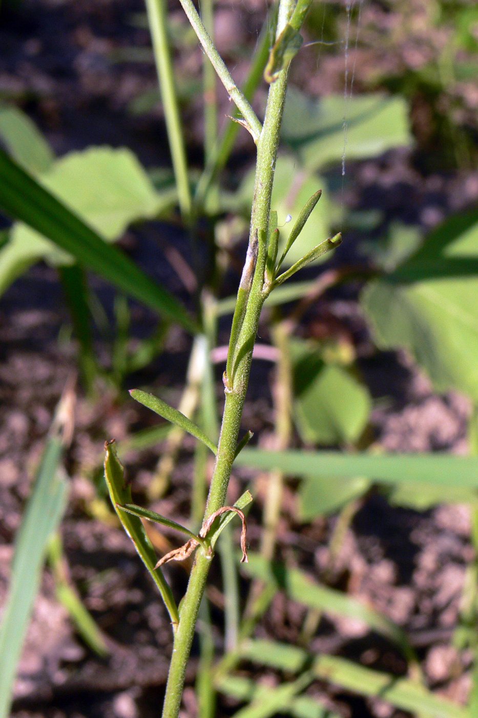 Изображение особи Lepidium densiflorum.