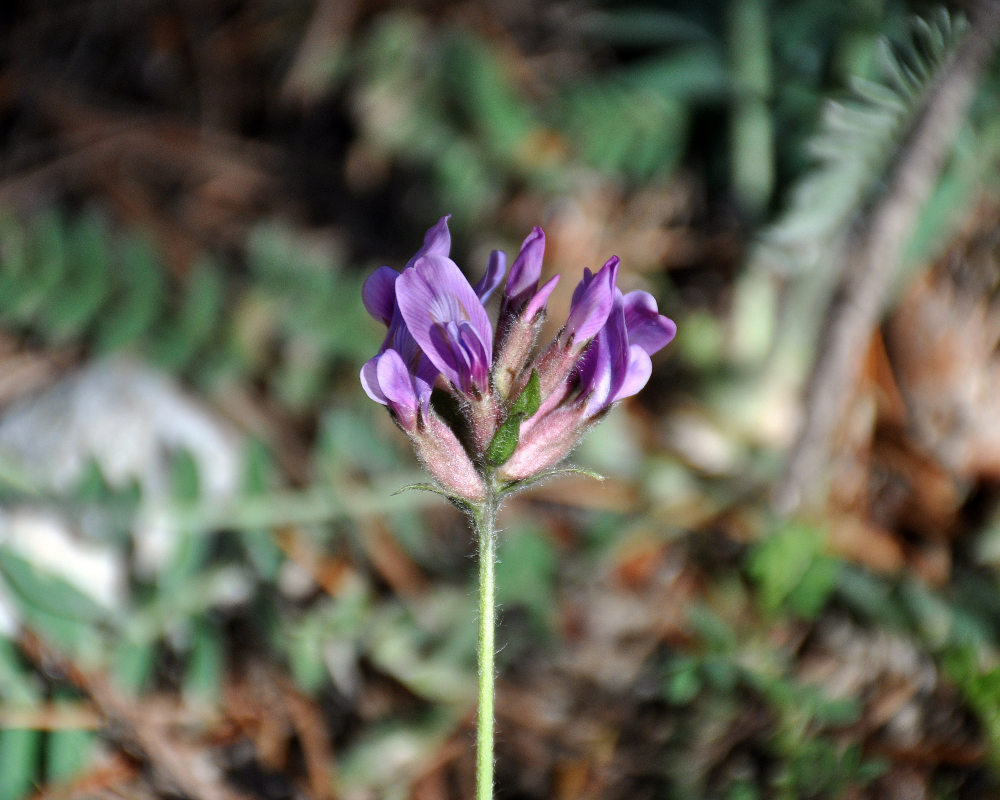 Изображение особи Oxytropis lazica.