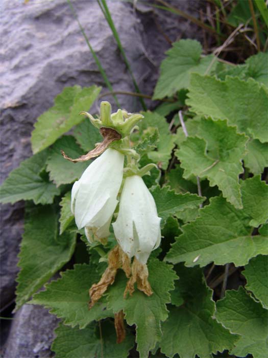 Изображение особи Campanula dolomitica.