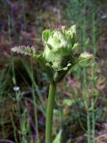 Pedicularis sceptrum-carolinum