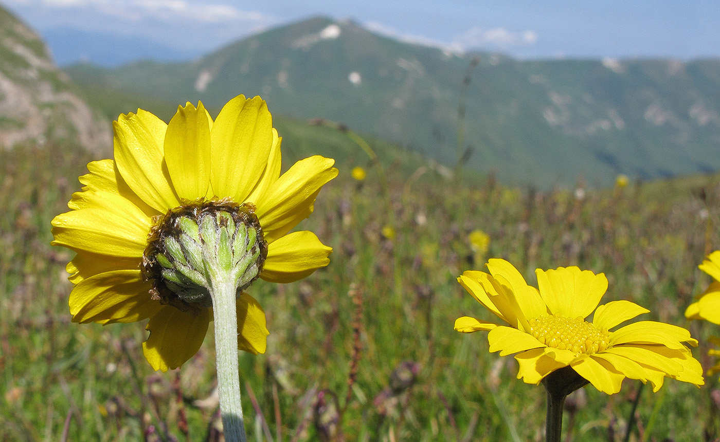 Image of Anthemis marschalliana ssp. pectinata specimen.