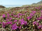 Rhododendron lapponicum