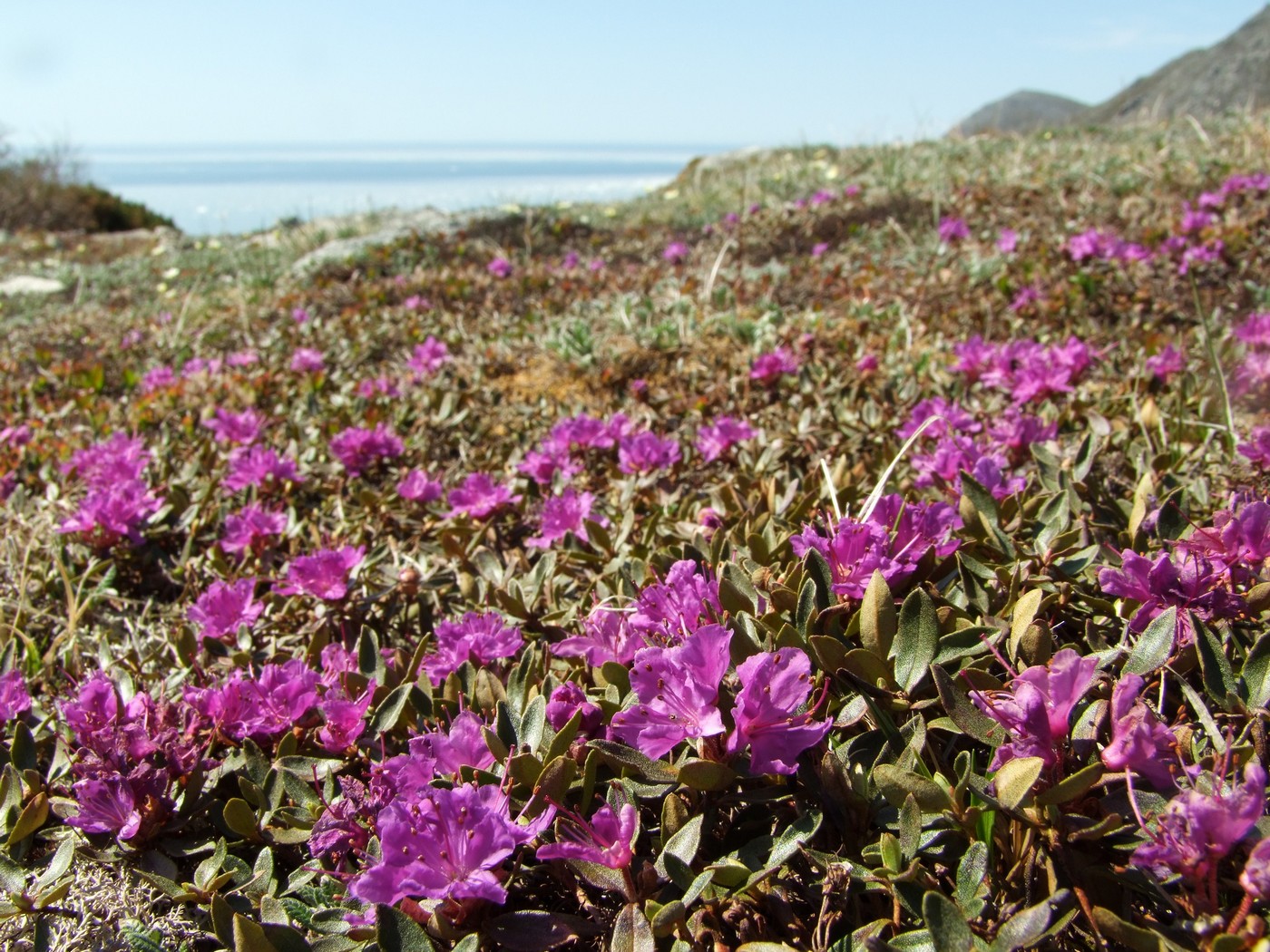 Image of Rhododendron lapponicum specimen.